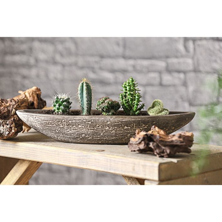 Kakteen-Set - Cactaceae, verschiedene Sorten | Dehner