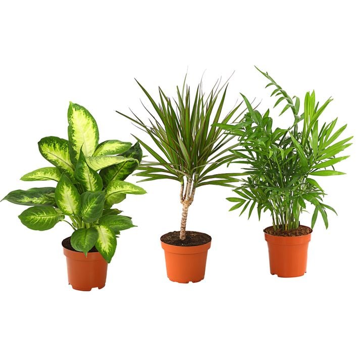 saatgut wildblumen BIO Wildblumen Saatgut – Vom Reiter main image 1