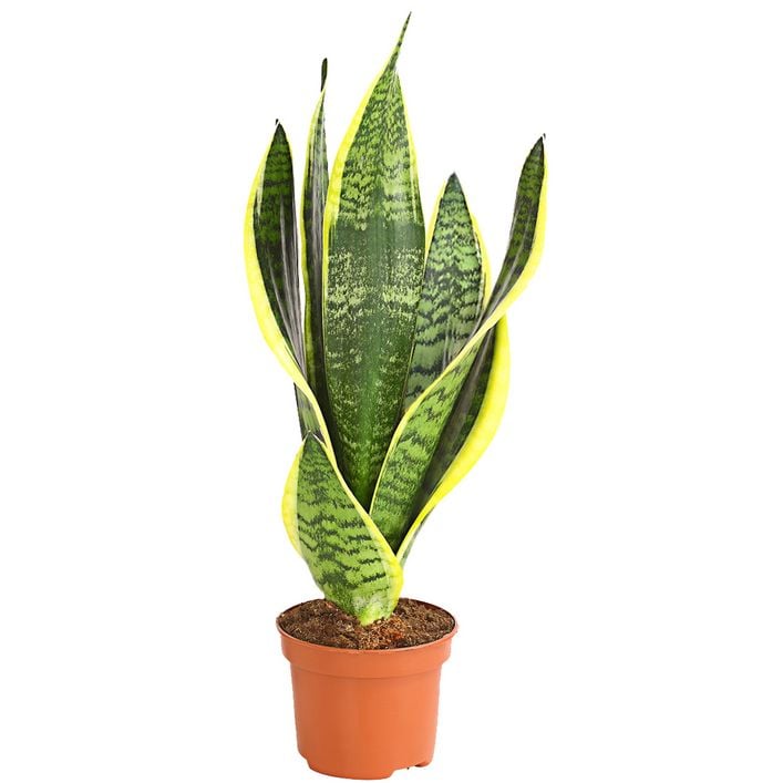 Bogenhanf - Sansevieria trifasciata | Dehner