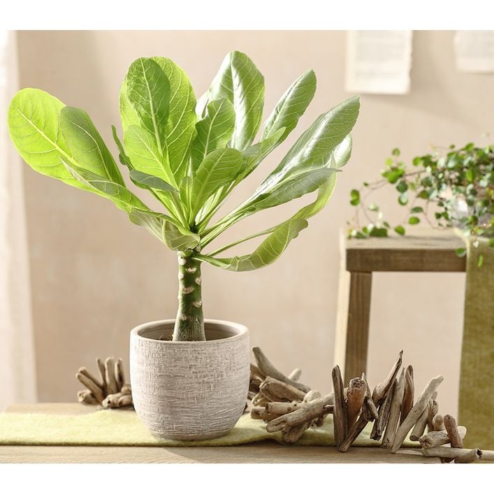 Hawaiipalme - Brighamia insignis | Dehner