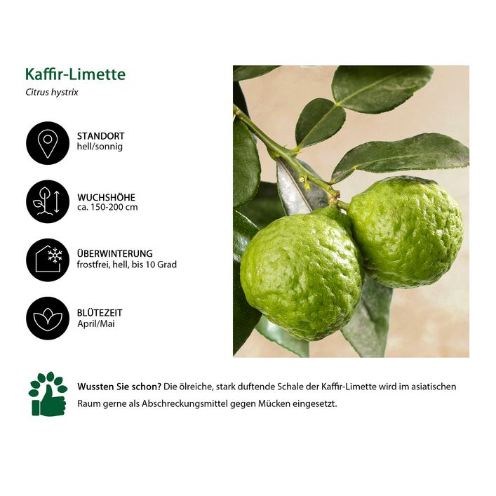 Kaffir-Limette Citrus Hystrix 130-180 Cm , Kaffernl Produktbild-Vorschau 12