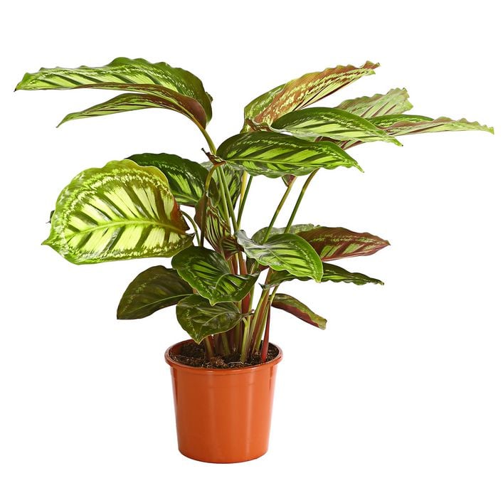 dracaena hornbach Dracaena Draco - 130 cm main image 0