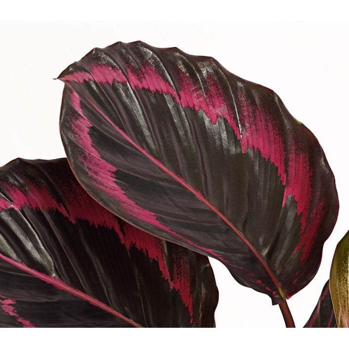 Korbmarante - Calathea 'Dottie' | Dehner