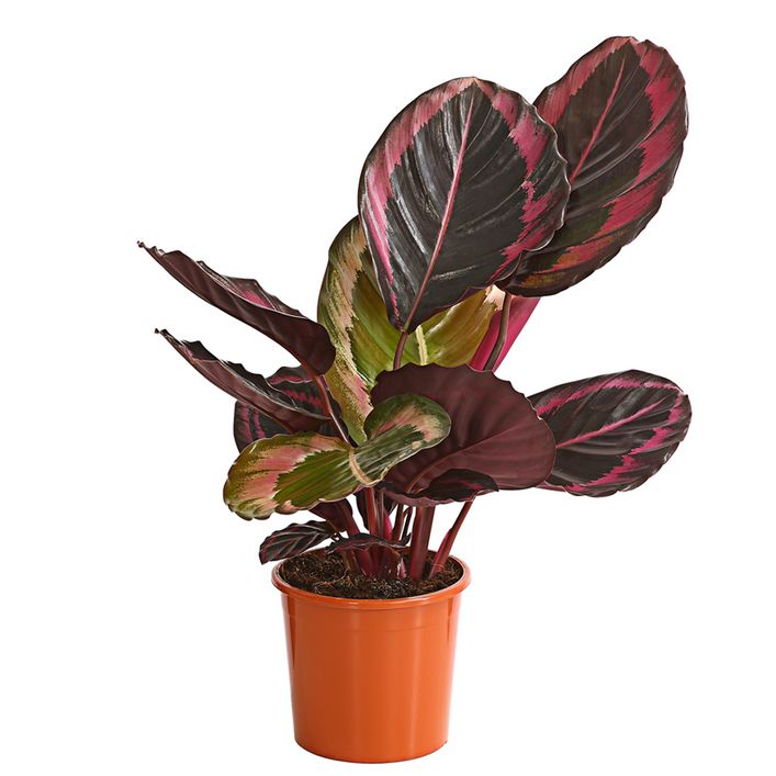 Korbmarante - Calathea 'Dottie' | Dehner