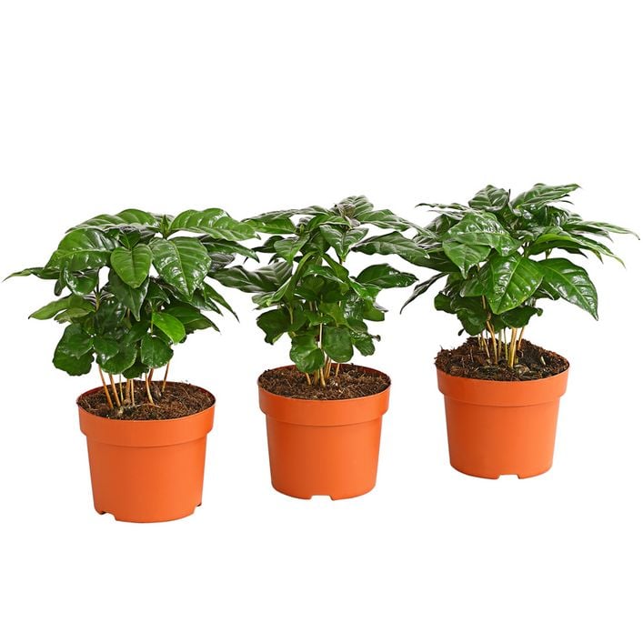 Kaffeepflanze - Coffea arabica, 3er-Set | Dehner