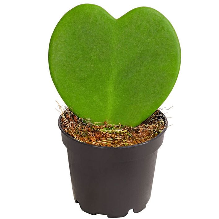 Herzblatt-Pflanze - Hoya kerrii | Dehner