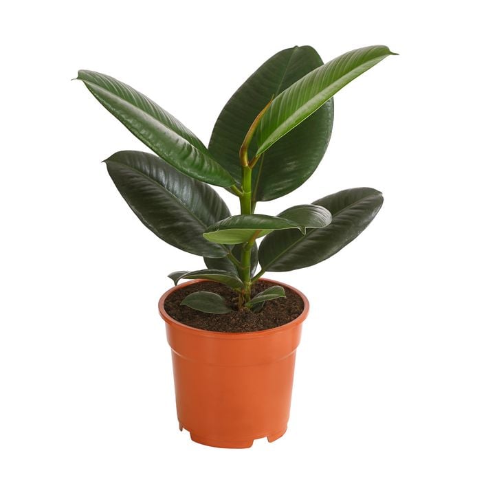 reformhaus aloe vera gel ARYA LAYA main image 0