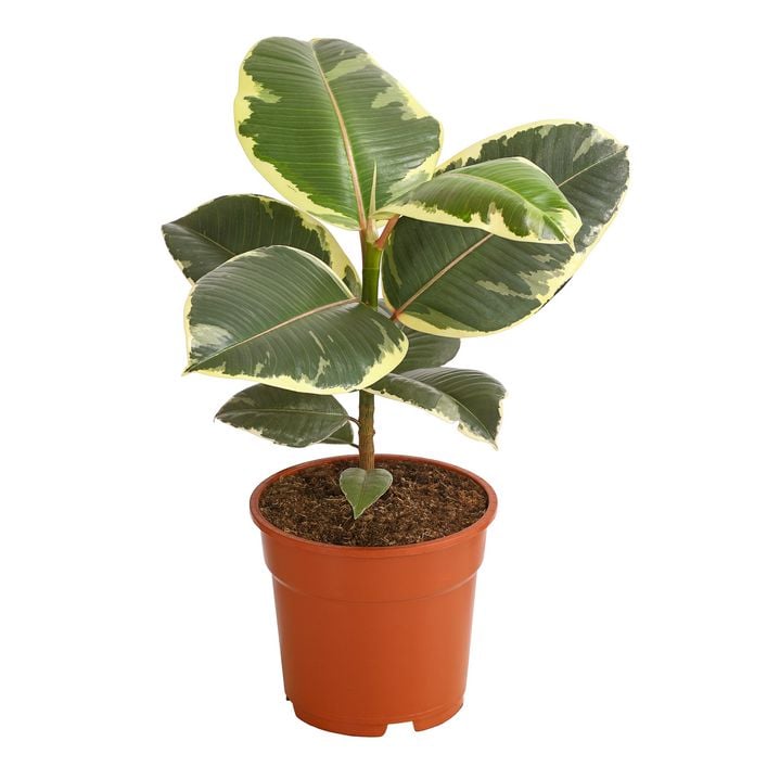 Gummibaum - Ficus elastica 'Tineke' | Dehner