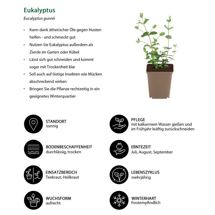 Eukalyptus | Dehner