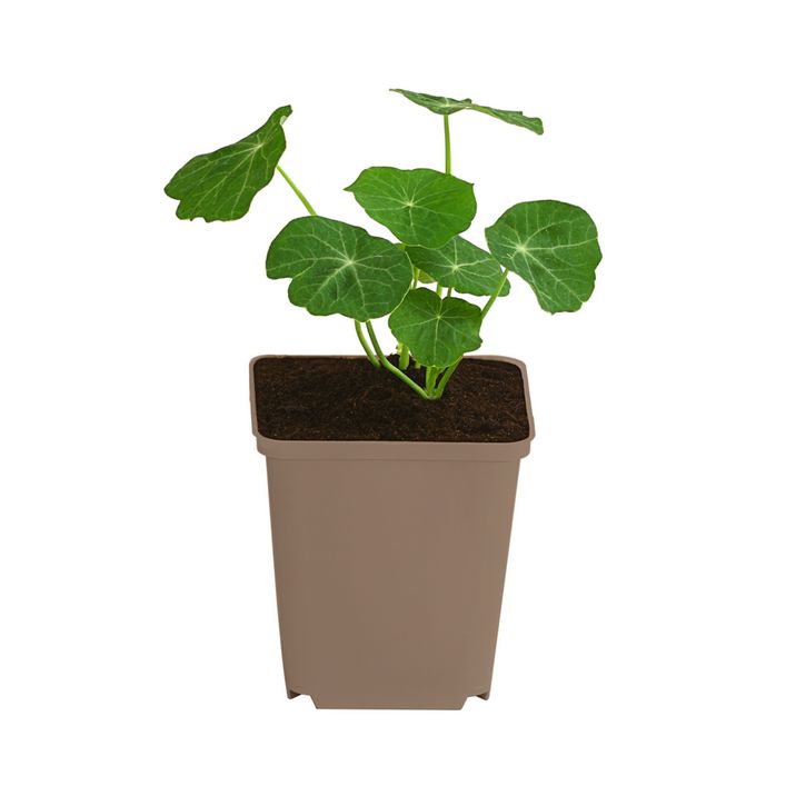 zimmerpflanze schwarz Schwarze Glücksfeder | Zamioculcas main image 1