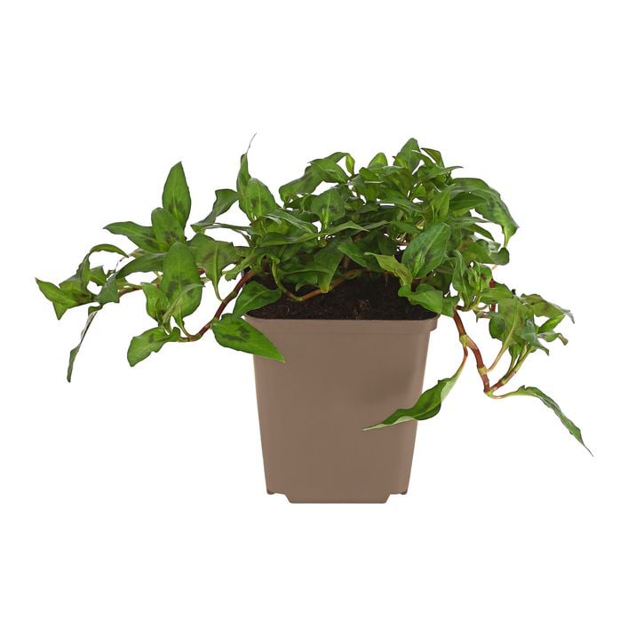 aucuba japonica variegata Aucuba Variegated (3 Gallon)