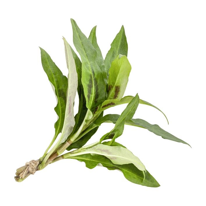 amazon knstliche hngepflanzen Knstlicher Hnge-Wurmfarn - Bennett | 60 cm