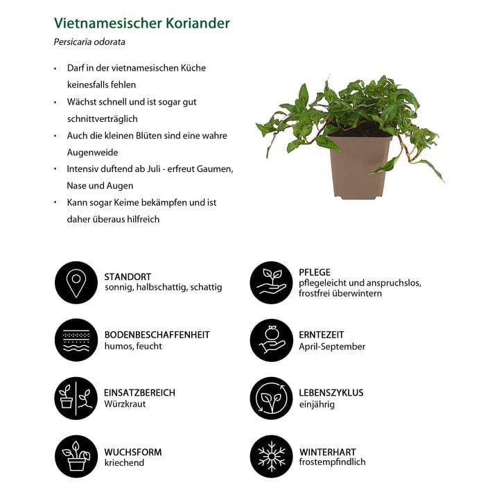 Vietnamesischer Koriander | Dehner