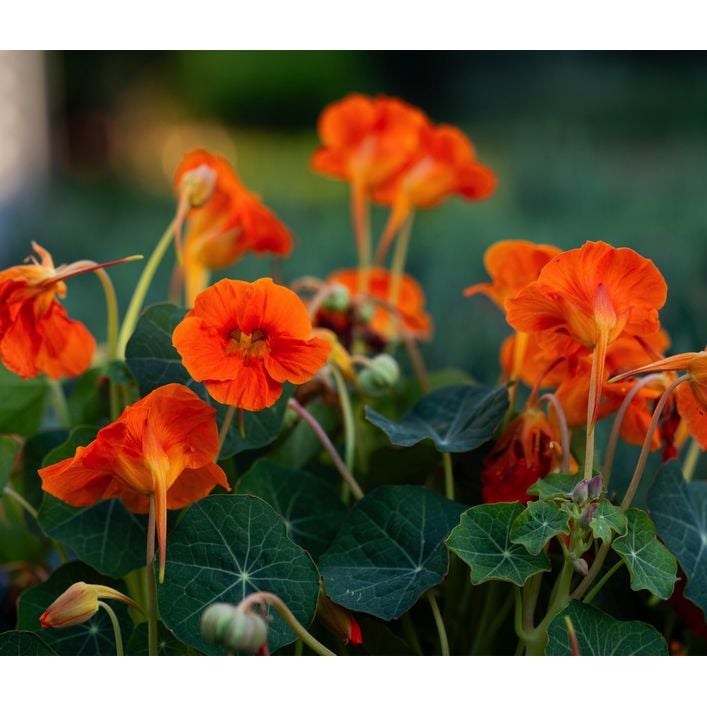 Kapuzinerkresse 'Whirlybird Tangerine' | Dehner