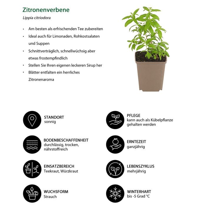 Zitronenverbene | Dehner
