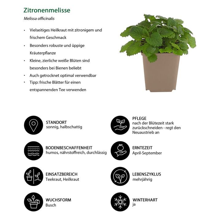 Zitronenmelisse | Dehner