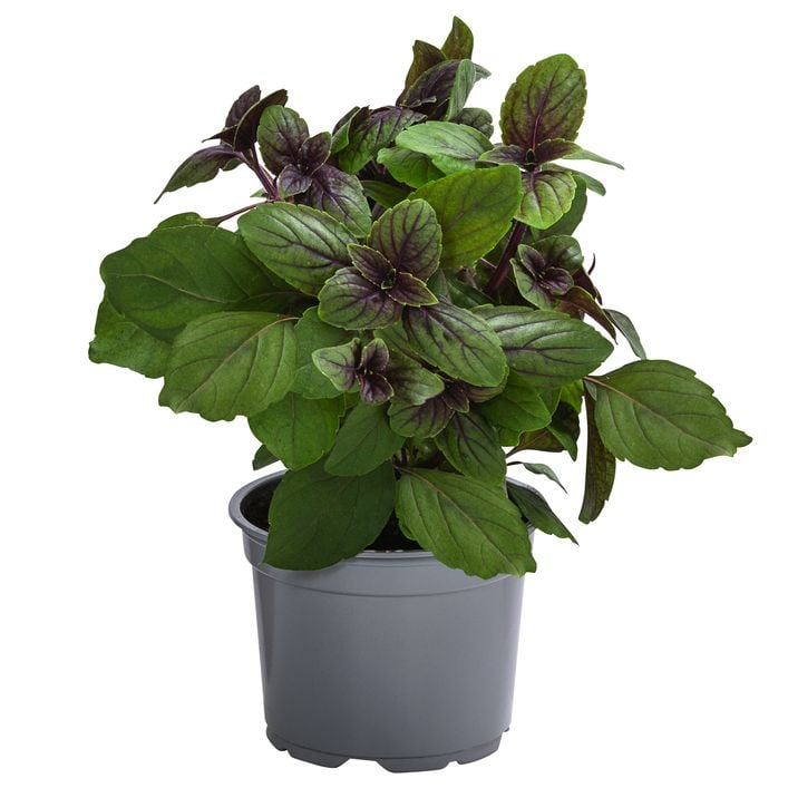 Dehner Gourmet Garten Strauchbasilikum 'Magic | Dehner