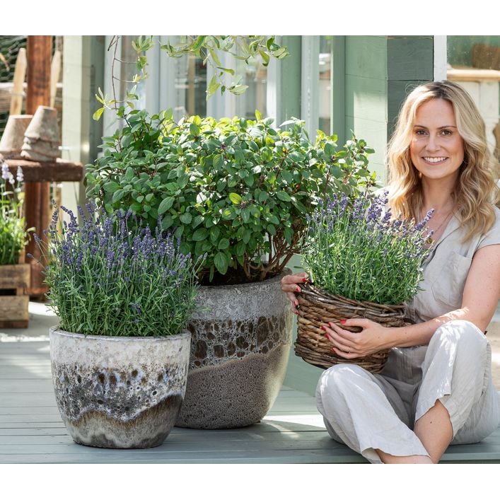 Dehner Gourmet Garten Strauchbasilikum 'Magic | Dehner