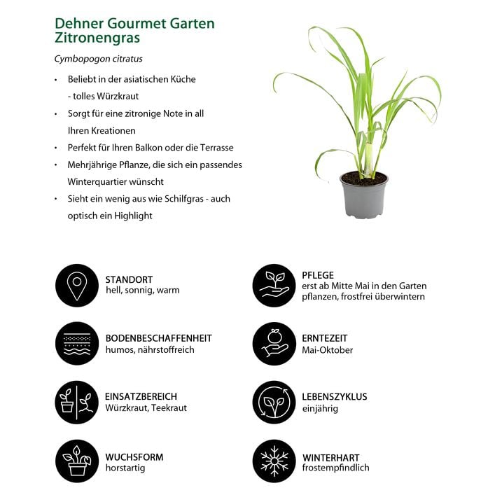 Dehner Gourmet Garten Zitronengras | Dehner