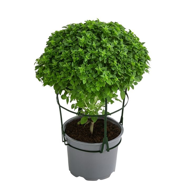 euphorbia meloformis variegata pflege 2.5" Euphorbia meloformis variegated  Canopy Plant Co