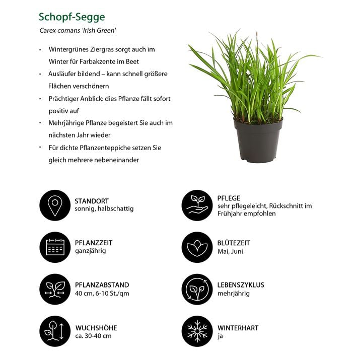 less is more aloe mint volume shampoo Kelp and Mint Volumizing Shampoo — 100% PURE main image 0