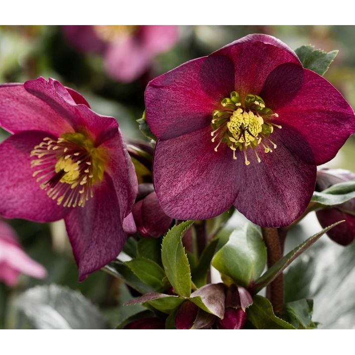 Schneerose 'Ice N' Roses Red' - Helleborus | Dehner