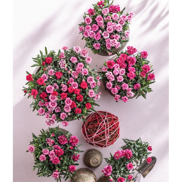 Garten-Nelke 'Pink Kisses' | Dehner