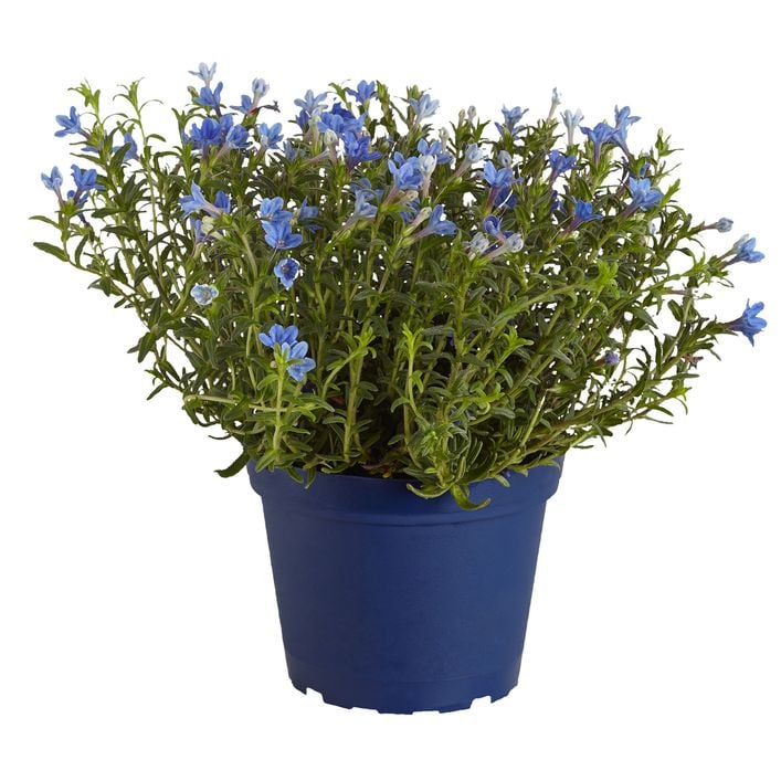 Steinsame, blau | Dehner