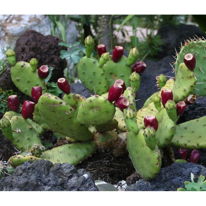 Feigenkaktus - Opuntia humifusa | Dehner