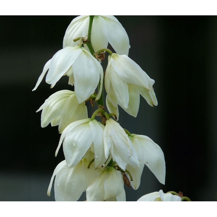 palmlilie zimmerpflanze Yucca rostrata main image 1