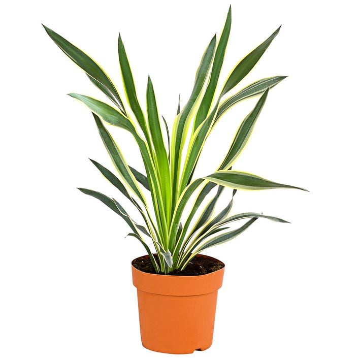 Gelbbunte Kerzen-Palmlilie 'Variegata' | Dehner