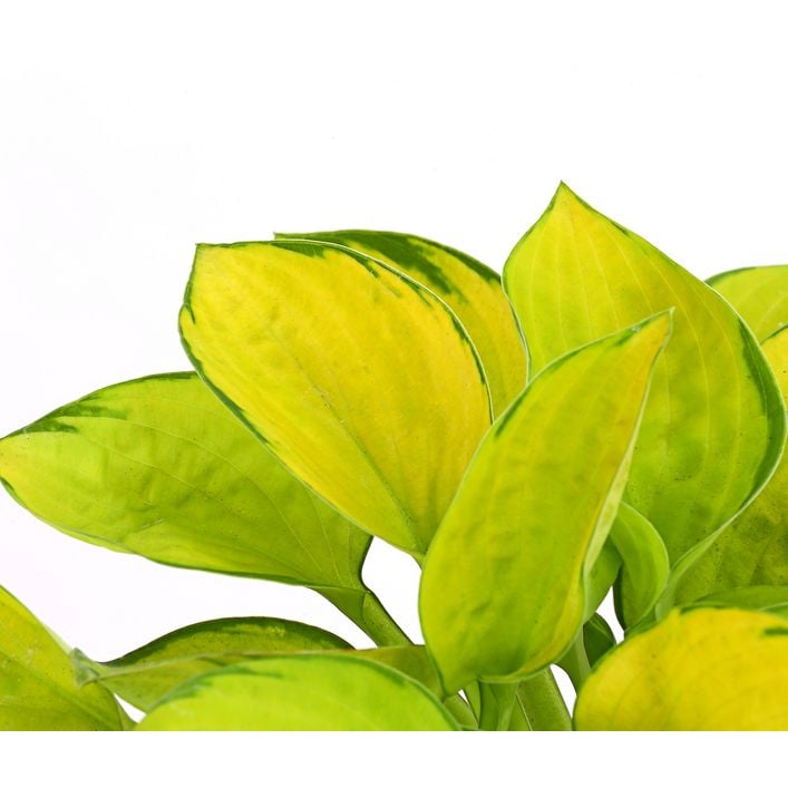 philodendron giganteum marble Philodendron Giganteum Marble Variegated Medium main image 0