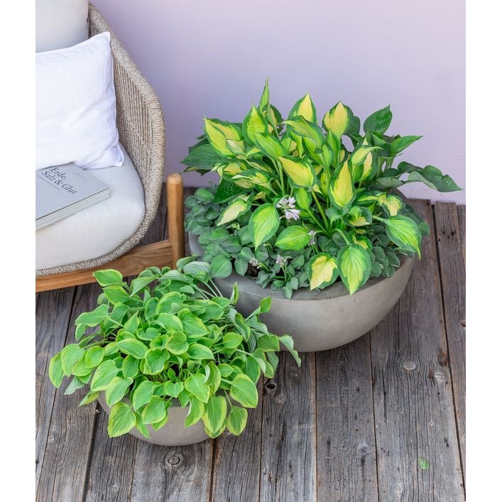 Funkie - Hosta, verschiedene Sorten | Dehner