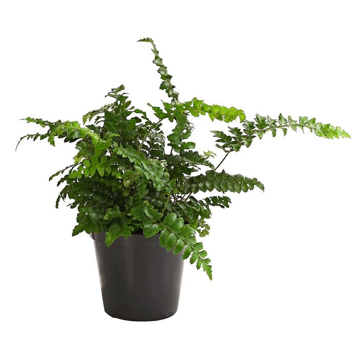 portugiesischer kirschlorbeer immergrün Portugiesischer Kirschlorbeer (Prunus lusitanica 'Angustifolia') | 60-80 cm  im Topf main image 0