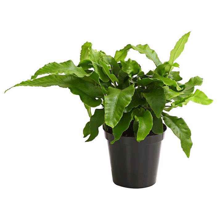 fensterblatt monstera kaufen Große Monstera | Monstera deliciosa