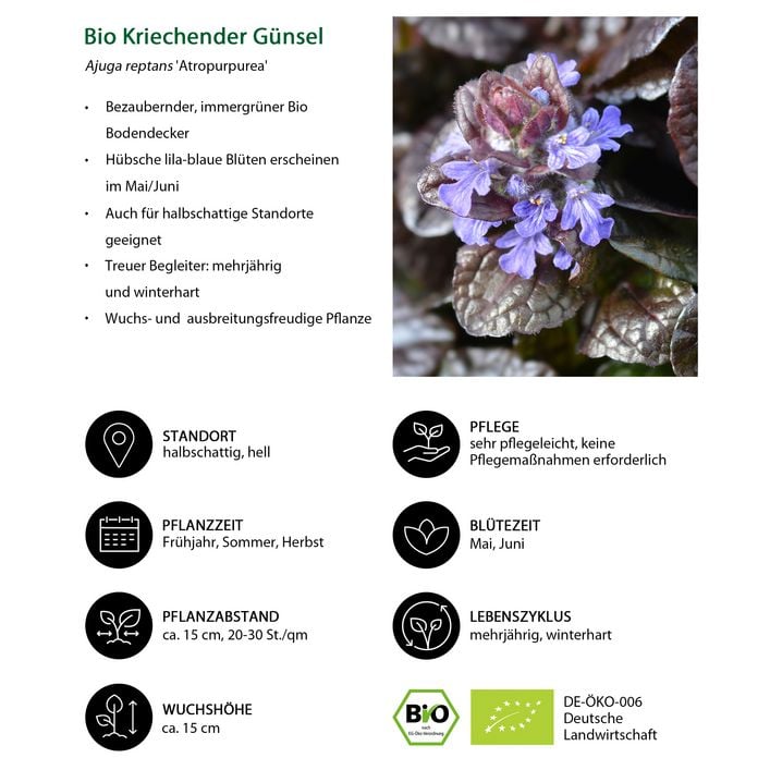 liguster wild Gemeiner Liguster (Ligustrum vulgare) | 80-100 cm mit Wurzelballen main image 1