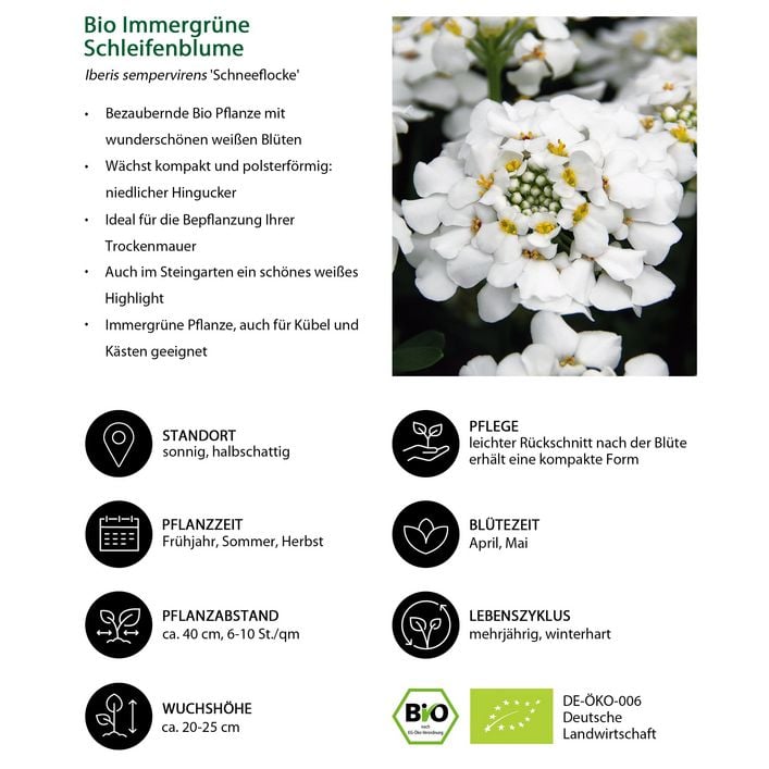 Bio Immergrne Schleifenblume 'Schneeflocke' | Dehner