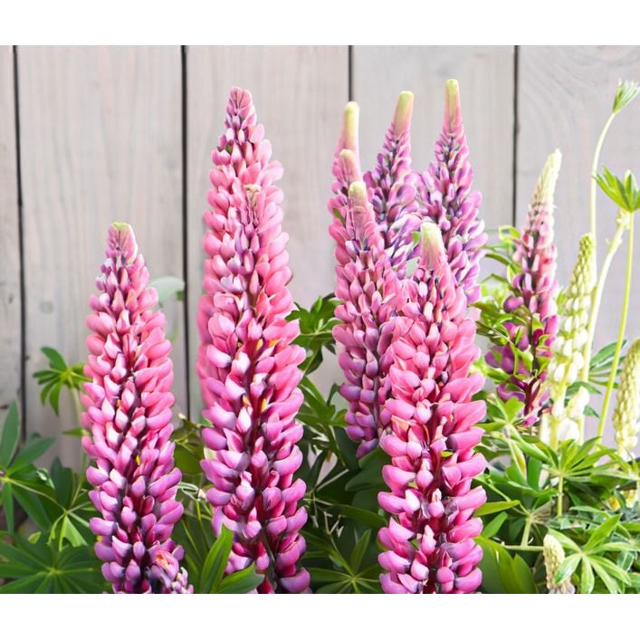 Lupine Dehner