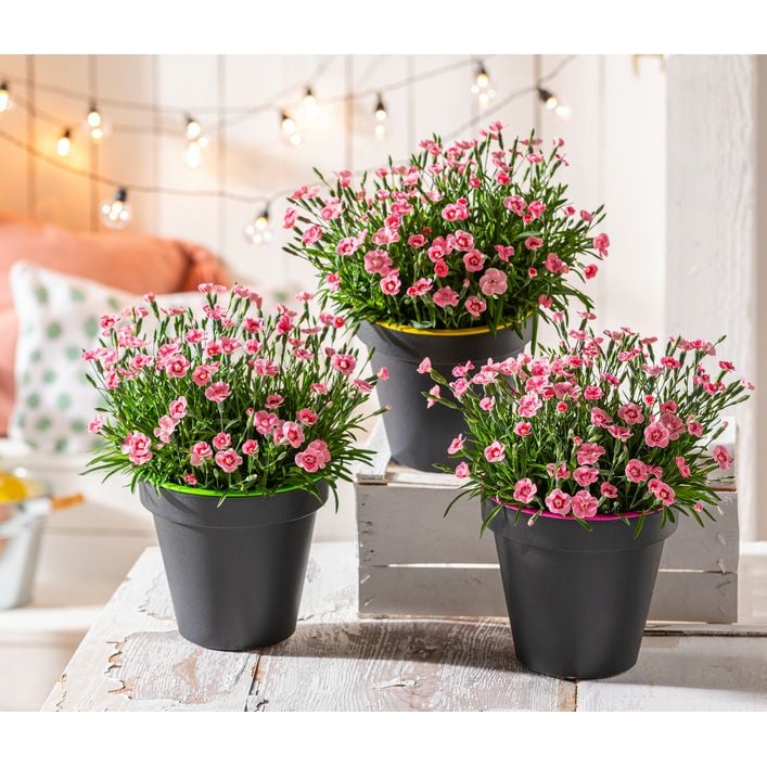 compo floranid rasen langzeit-dnger COMPO EXPERT Floranid Twin Permanent  Dngerprofi24
