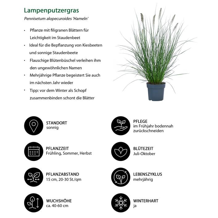 Lampenputzergras 'Hameln' | Dehner
