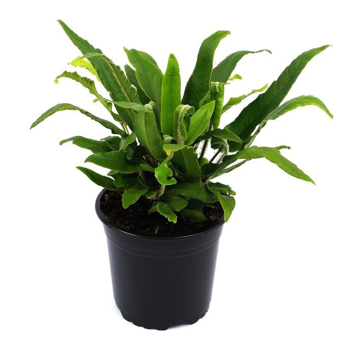 syngonium podophyllum albo variegata Syngonium Podophyllum Albo-Variegatum (Live Potted Plant) – VIRIAR main image 1