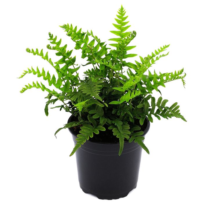 blte vom gummibaum Ficus elastica