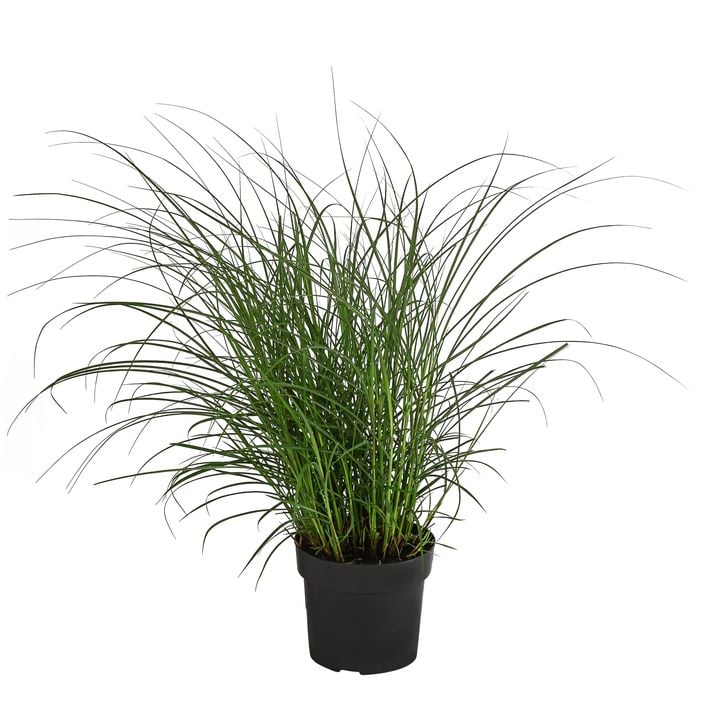toolisan dnger bambus anwendung Bambus Dnger Flora Boost fr gesunde und prchtige Bambuspflanzen