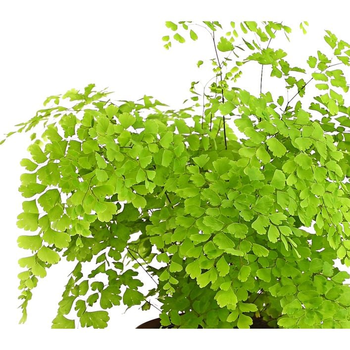 Frauenhaarfarn - Adiantum raddianum | Dehner