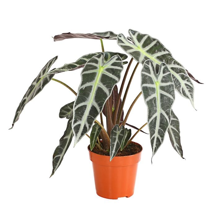 Pfeilblatt - Alocasia amazonica 'Polly' | Dehner