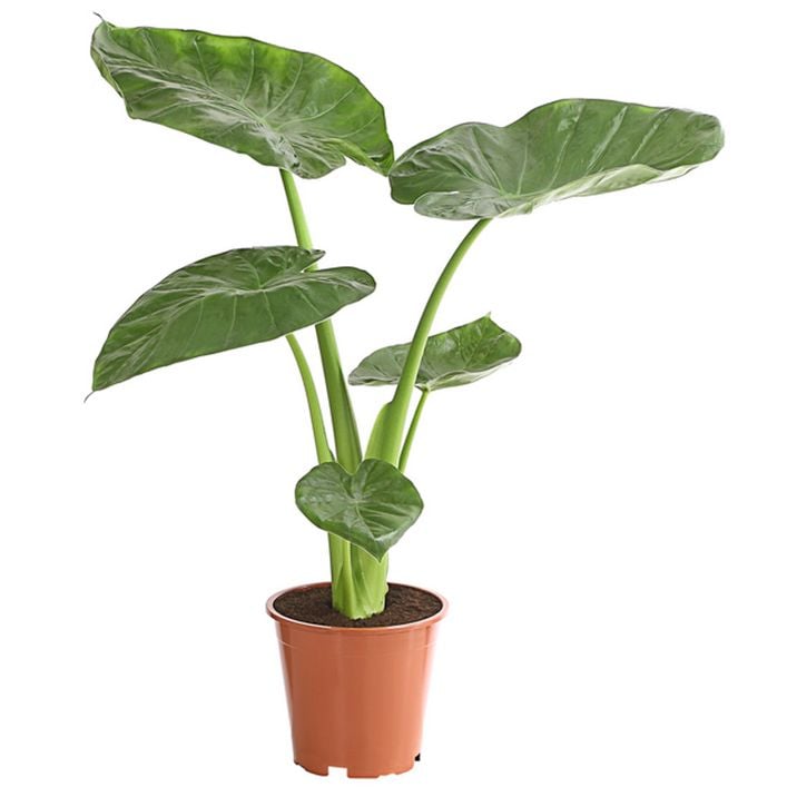 Pfeilblatt - Alocasia cucullata | Dehner