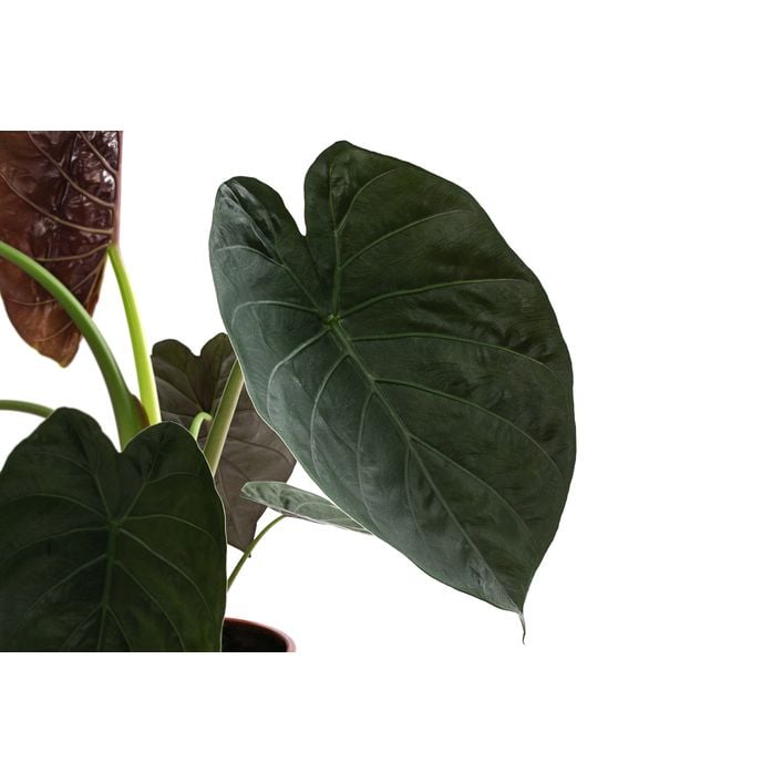 fargesia bambusz Cold Hardy Bamboo Seeds main image 0