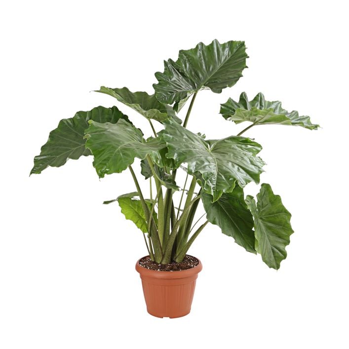 glücksfeder kaufen Glücksfeder (Zamioculcas zamiifolia) kaufen
