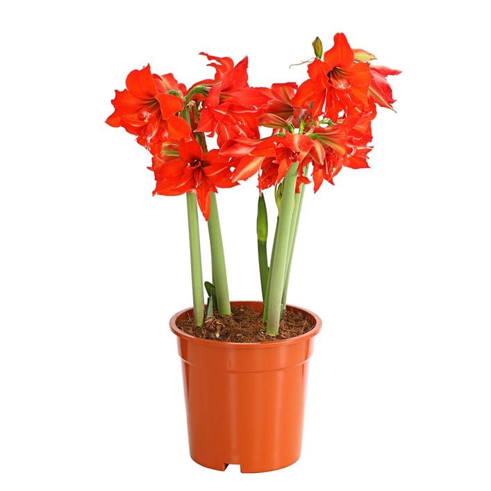 Amaryllis - Hippeastrum-Hybride 'Multiflora', | Dehner