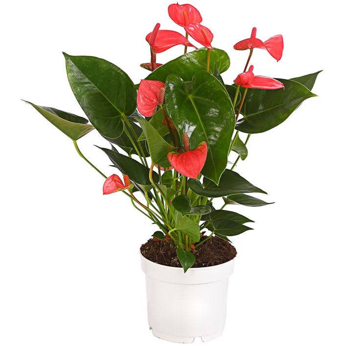 Groe Flamingoblume - Anthurium andreanum, | Dehner
